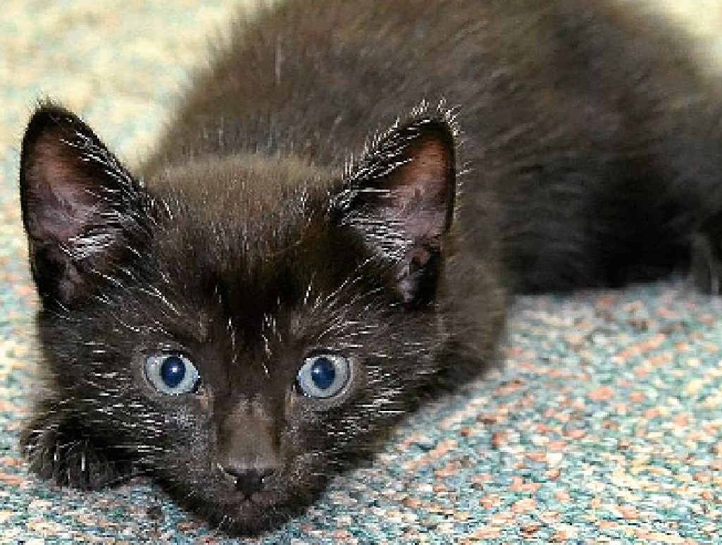BUSY TIMES: This six-week-old kitten is the latest in a spate of animals dumped with the Warwick Animal Welfare Association.